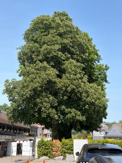 The image is taken in Dinant, Belgium, focusing on a large, full tree with green foliage against a clear blue sky. The tree appears to be situated near a street with buildings and a black van parked nearby. There are also shrubs in the background. Construction or renovation work is evident, with white panels and orange traffic cones visible.