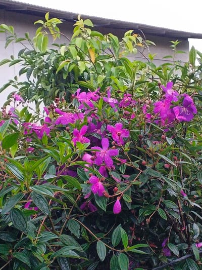The image displays a dense bush located in Pea Reang District, Cambodia, featuring numerous vibrant deep magenta-purple flowers and dark green, elongated leaves. Small water droplets are visible on both the petals and leaf surfaces, indicating recent precipitation. Several spherical flower buds are present among the foliage. In the upper background, a light-colored building wall is partially visible, topped by a dark, corrugated roofline. Lighter green foliage from an adjacent plant extends behind the main bush. No individuals or dynamic interactions are depicted.