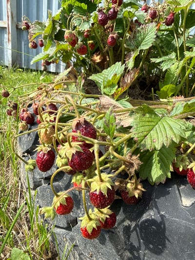The media file shows a close-up, high-angle shot of several ripe strawberries growing on a plant. The strawberries are a deep red color, with some appearing slightly bruised or overripe. They are clustered on thin, green stems, intertwined with the plant's leaves. The leaves are a vibrant green, but many have brown spots or edges, indicating potential disease or damage. The plant is growing in what appears to be an outdoor garden setting, with glimpses of dry grass and a dark, textured surface that might be black plastic sheeting or soil. In the background, a silver corrugated metal structure is visible on the left, and the overall lighting suggests it is a sunny day, casting shadows from the strawberry plants onto the dark surface. The scene conveys a sense of natural growth and the process of fruit ripening, with a subtle hint of the challenges faced by the plants, such as the visible leaf damage. There is no visible text in the image.
