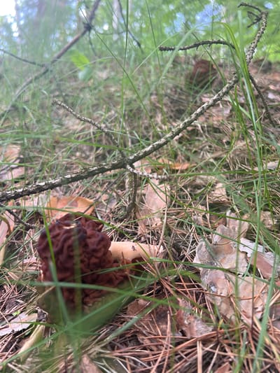 The image shows a dark brown mushroom growing in the grass, surrounded by pine needles, dry leaves, and a small twig. The location is likely a wooded area in or near the city of Pustyn', Russia.