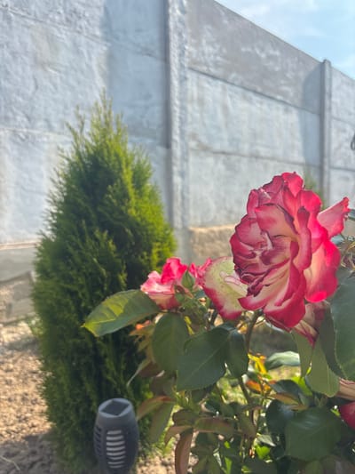 The image depicts a close-up view of a bi-colored rose with red and white petals, positioned in the foreground on the right side. Behind the rose, a conical green shrub is visible, and further back, a light-colored concrete wall forms the background. The scene is outdoors, with sunlight casting shadows, suggesting it is daytime. The ground appears to be covered in dirt and small stones. A small black outdoor solar light with a textured surface is partially visible at the bottom left of the image. The overall setting suggests a garden or outdoor space in a residential or public area. No specific details placing the scene in Skidzieĺ, Belarus are present within the image itself.