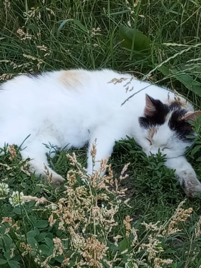 A calico cat is sleeping in the grass, with its body mostly white with patches of black, orange, and tan fur. Its eyes are closed, and its head is resting on the green grass. The cat is surrounded by tall blades of grass and some dried seed stalks. The background is blurred, suggesting an outdoor environment. The image appears to have been taken during daylight. There are no visible landmarks to indicate a specific location within Voznesenske, Ukraine.