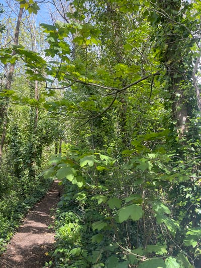 The image displays a tranquil, verdant scene of a forest path or walking trail, likely located in Portsmouth, United Kingdom. The majority of the frame is filled with dense, lush green foliage. Various types of leaves are visible, from smaller, darker green ivy covering the undergrowth and tree trunks to larger, brighter green deciduous leaves hanging from overhead branches.

A narrow, unpaved path, composed of dirt and possibly small stones, can be seen in the lower-right section of the image, winding upwards and deeper into the wooded area. Sunlight filters through the dense tree canopy, creating bright, dappled patterns of light and shadow across the path and the surrounding vegetation. This indicates a sunny day, likely morning or early afternoon. A small patch of clear blue sky is visible through the branches and leaves in the upper-left, suggesting fair weather.

Numerous tree branches, both thick and thin, some covered in leaves and others bare, crisscross the image, forming a natural archway over the path. No people, animals, or man-made objects are visible, emphasizing the untouched and natural character of the environment. The scene evokes a sense of peace and natural beauty, characteristic of a quiet nature walk. There is no visible text in the image.