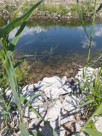This media file captures a natural scene in Rozdil, Ukraine. The foreground is dominated by tall, green reeds and dry grasses, casting distinct shadows on a collection of pale, rough stones and dirt. Some rusted metal, likely discarded debris, is visible among the stones.

The middle ground features a body of clear water, revealing a rocky, uneven bottom. The water's surface reflects the bright, cloudy sky, suggesting it's daytime with fair weather. A few submerged rocks and possibly a piece of driftwood are discernible beneath the surface. Small, thin green shoots are emerging from the water's edge and growing among the rocks.

The background shows a low embankment covered with sparse vegetation, including grass and small green plants, with a thin layer of dirt and debris on top. The overall impression is a somewhat wild and unkempt natural area, likely a ditch, canal, or the edge of a small pond or stream. The lighting and shadows indicate it is likely midday on a sunny day. There is no visible text in the image.