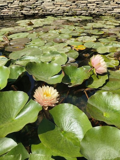 The image shows a pond covered in water lilies, located at 30.545° N, 114.418° E in Wuhan, China. Two pink water lilies bloom among the green lily pads. The water is calm and reflects the sunlight. The background shows a stone wall, possibly part of a building or a park. There are no people present in the image.