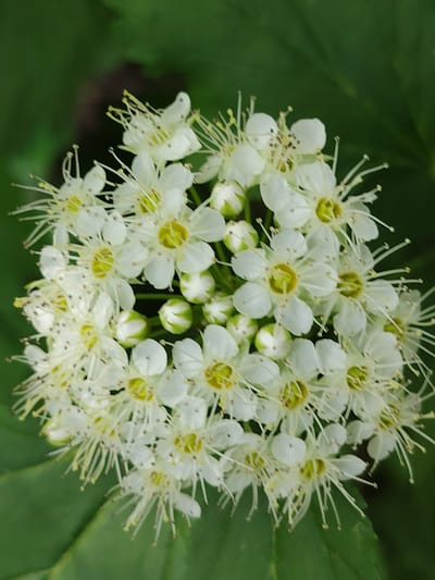 A close-up shot captures a cluster of small, white flowers with prominent yellow stamens. The flowers are tightly packed, with some showing unopened green buds. The background is a blur of dark green, suggesting foliage. The scene is illuminated by soft, diffused light. The image is taken from a top-down perspective, focusing entirely on the floral arrangement.