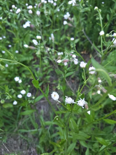 A close-up, slightly blurred photograph captures a patch of small white wildflowers with green stems and leaves. The flowers are predominantly white with yellow centers and appear to be growing in a natural, uncultivated setting. The background is a dense, out-of-focus field of greenery, suggesting an outdoor environment. The lighting is soft, indicating natural daylight. There are no people or discernible human activity in the image. The scene is set in Васильково, Russia.