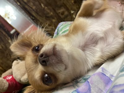 An upside-down, medium-close-up shot features a small, light brown and white dog lying on its back on a patterned fabric surface, possibly a blanket or bed. The dog's head is tilted slightly to the right, with its large, dark eyes looking directly at the camera. Its nose is prominent and dark, and its mouth is slightly open. The dog's fur is fluffy and appears soft. A portion of what seems to be a red dog sweater with a white circular emblem is visible on the lower left side of the image, partially obscuring the dog's body. The background is blurred, showing a dark, textured surface, possibly furniture, and a bright, out-of-focus light source. The image is taken in a domestic setting. There is no information that can place this image in the city of Andzhiyevsky, Russia.
