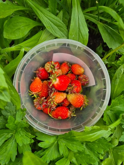 A clear plastic container filled with fresh strawberries is nestled amongst vibrant green foliage, suggesting an outdoor setting. The strawberries, varying in ripeness from bright red to a lighter orange-red, are topped with green calyxes. The leaves surrounding the container are lush and appear slightly dewy, indicating a garden or natural environment. The lighting suggests it is daytime. The image does not provide any information about the city of Novosisoevka, Russia, or any people present.