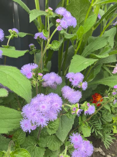 The image depicts a close-up view of a cluster of Ageratum flowers, also known as floss flowers, in various stages of bloom. The flowers are a vibrant purple, with delicate, fuzzy petals. They are surrounded by lush green foliage, with some leaves appearing slightly serrated. In the background, a dark, vertical surface, possibly a fence or wall, is visible. A small, bright orange flower, possibly a marigold, is interspersed among the green leaves and purple flowers. The overall scene suggests an outdoor garden setting, with the focus primarily on the textures and colors of the flowers and plants. The location is specified as Qarabulaq, Kazakhstan.