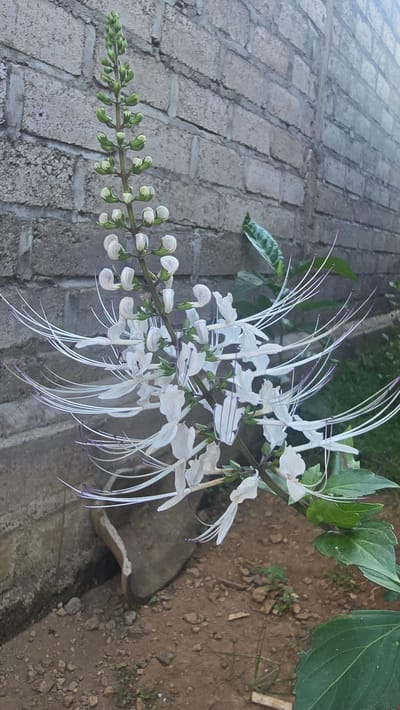 The image captures a close-up, angled view of a flowering plant, identified as Cat's Whiskers (Orthosiphon aristatus), blooming outdoors. The main subject is a branch adorned with numerous delicate white flowers. Each flower is distinct with its long, slender white stamens that extend outwards, ending in subtle purple tips, giving the plant its common name. Along the same stem, a progression of flower buds is visible, ranging from tightly closed green buds at the tip to larger, paler green buds nearing bloom, indicating continuous growth.
The setting appears to be a garden or outdoor pathway. The background consists of two distinct areas: to the left, light grey, rectangular paving stones create a structured texture, while to the right, reddish-brown soil with small pebbles and sparse ground cover is visible. A dark, irregularly shaped object, possibly a rock, is partially embedded in the soil in the lower right corner. The lighting suggests it is daytime, with soft, natural light illuminating the scene and casting gentle shadows. No people or animals are present, and there is no discernible activity beyond the natural flourishing of the plant. No text is visible in the media file. The plant species is common in tropical regions like Seririt, Indonesia, which is the provided location context.