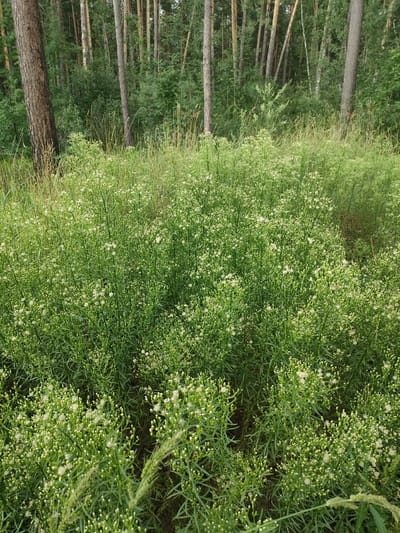 A dense patch of tall green grass and small white wildflowers occupies the foreground of this image, with a backdrop of a pine forest. The wildflowers are clustered on thin, branching stems, creating a frothy, delicate appearance. Behind the wildflowers, the trunks of numerous pine trees are visible, some thick and aged with rough bark, others thinner and straighter. The trees are spaced closely together, forming a dense forest canopy that is largely obscured by the foliage in the foreground. The ground appears to be covered in a thick layer of dry grass and undergrowth, suggesting a natural, undeveloped area. The lighting is diffused, indicating an overcast sky or shade from the trees. The location is described as being in the city of Yuzhnyy, Russia.