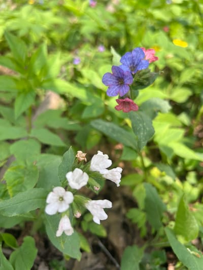 The image depicts a close-up view of flowering plants in a natural setting. On the left, there is a cluster of blue and reddish-pink flowers. On the right, there is a cluster of white flowers. The background is filled with green leaves and stems of other plants, creating a dense, natural environment. The image was taken in Il'inskaya Polyana, Russia.