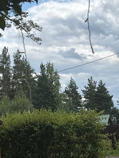 The image captures an outdoor scene, possibly in Shuiskaya Chupa, Russia, dominated by a lush, green, dense hedge in the foreground. Behind the hedge, a collection of tall, dark green evergreen trees forms a dense forest backdrop, with some lighter green deciduous trees interspersed. Above the trees, a cloudy sky is visible, with patches of blue peeking through the overcast conditions. A dark wire runs horizontally across the middle of the frame, partially obscured by the trees. In the far right of the image, a section of a wooden fence and the peak of a light-colored, possibly green-roofed structure, are visible. A thin, brown, string-like object hangs vertically from the top of the frame, slightly off-center. There are no people or animals visible in the image, and no discernible actions are taking place. The overall impression is of a natural, somewhat wild environment.