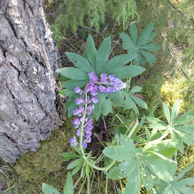 This is a medium-shot, eye-level photograph of a lupine flower stalk in a forest setting. The stalk, with its characteristic spiky arrangement of purple and white flowers, is the central subject. The lupine's large, palmate green leaves are visible, fanning out around the flower. In the foreground, a fallen log, covered in textured bark and patches of lichen, lies diagonally across the frame. The background is a natural forest floor, with moss, pine needles, and low-lying green vegetation. The lighting suggests it is daytime, possibly morning or afternoon, with sunlight dappling through the canopy, creating highlights on the log and the moss. The overall scene evokes a sense of a tranquil, natural environment, likely in a woodland area. No text is visible in the image. The location is identified as Skuķīši, Latvia.