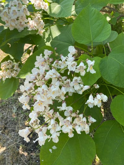 A close-up, vertically oriented, eye-level shot captures a cluster of delicate white flowers with purple and yellow markings, likely blooming on a tree, set against a backdrop of large, vibrant green leaves. The flowers are bell-shaped and appear to be grouped in panicles. Some flower buds are visible as small, brown, elongated ovals. The leaves are broad, heart-shaped, and have a smooth texture, with visible veins. Sunlight filters through the foliage, creating subtle shadows and highlights. In the background, out of focus, dry, light brown grass and twigs are visible, suggesting an outdoor, natural setting, possibly a park or garden. The image does not contain any people or specific landmarks that would indicate its precise location within Vasylky, Ukraine.