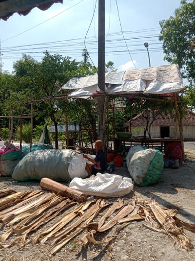 A woman wearing a headscarf and a dark blue shirt is sitting on the ground in front of large sacks of material. She is reaching into a white sack with her left hand. In front of the sacks, dried plant material is laid out on the ground. Behind the woman and the sacks, there is a makeshift shelter made of wood and tarpaulin. A house with a tiled roof is visible behind the shelter. Trees and utility poles are in the background, under a bright blue sky. The scene appears to be in a rural or semi-rural area. The image was taken outdoors on a sunny day.