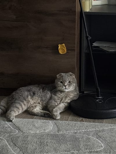 A Scottish Fold cat with gray tabby fur is lying on its side on a wooden floor next to a gray textured rug. The cat is looking up at the camera with its ears folded and its mouth slightly open. Behind the cat, on the floor, is a large black object, possibly a weight plate, attached to a dark rod that extends towards a dark wooden cabinet. A small, yellow, bear-shaped object is attached to the side of the cabinet. The scene appears to be indoors, likely in a home. The lighting is dim, suggesting it could be evening or a room with limited natural light. The cat's expression could be interpreted as curious or playful. There is no visible text in the image. The location context is Gukovo, Russia.