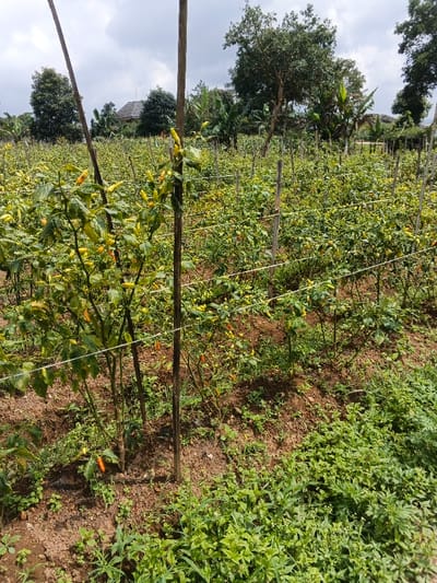 A densely planted chili pepper farm in Kampong Chhnang, Cambodia, is depicted under an overcast sky. The expansive field is filled with numerous small, bushy chili plants, many of which are laden with ripening peppers. These peppers display a range of colors, from vibrant yellow and orange to deep red, indicating various stages of maturity.
The farm utilizes a basic trellising system, with slender wooden or bamboo stakes driven into the reddish-brown soil. Horizontal strings or ropes connect these stakes, providing support for the chili plants as they grow. Lush green vegetation, likely a mix of ground cover and weeds, is visible in the foreground and between the plant rows.
In the background, a line of tall, leafy green trees borders the field, and a glimpse of a distant building with a dark roof suggests a nearby rural settlement. The lighting indicates it is daytime, with the cloudy sky diffusing the sunlight. No people are present, allowing the focus to remain on the abundant chili crop and the agricultural environment. The scene captures a peaceful moment of cultivation and growth in a rural Cambodian setting.