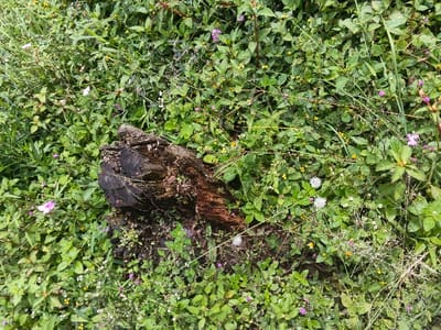 A decaying log rests amidst a vibrant green ground cover. The log is dark, weathered, and partially obscured by plants. Numerous small, delicate flowers in shades of white, yellow, and pink dot the landscape, interspersed with various grasses and leafy plants. The scene conveys a sense of natural decomposition and regeneration.