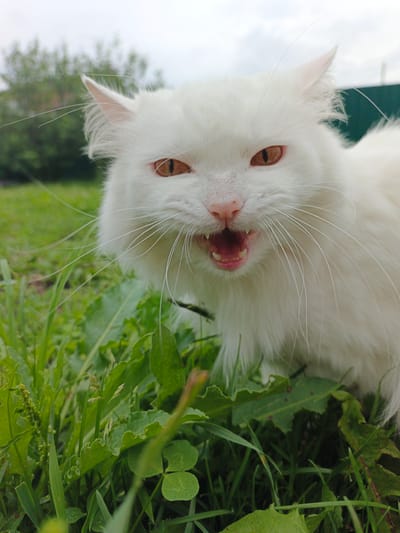 A close-up, low-angle shot captures a white cat with amber eyes and an open mouth, hissing, in a grassy outdoor area. The cat is the central subject, positioned in the lower half of the frame. Its fur is fluffy, and its whiskers are prominent. The background shows green grass and foliage, with hints of trees and a fence in the distance under a cloudy sky. The scene appears to be in Medvedyovka, Russia.