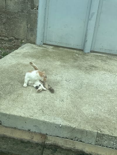 A calico cat is grooming itself on a concrete surface outside. The cat is predominantly white with patches of orange and gray. Its body is contorted as it cleans its hindquarters, with one leg raised in the air. The concrete surface appears weathered and cracked, and there is a concrete wall and a pale blue metal door in the background. The scene is located on a street in Subutli-Miatli, Russia.