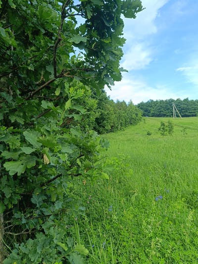 The image depicts a sunlit, verdant landscape in Verkhnie Chershily, Russia. In the foreground, to the left, is a dense cluster of oak tree branches with large, green leaves. To the right and stretching into the background is a wide, open meadow filled with tall, lush green grass and scattered wildflowers in shades of blue and white. A line of trees forms a dark green border on the horizon, with a few scattered saplings visible in the meadow. In the middle ground, a wooden utility pole with crossbars stands tall, angled slightly to the right. The sky above is a bright blue with scattered, wispy white clouds. The overall impression is one of natural beauty and tranquility under a clear sky.