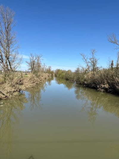 The image presents a longitudinal view of a calm, brownish-green river or canal, likely the Nabão River, situated within the city of Tomar, Portugal. The water surface reflects the clear, bright blue sky that dominates the upper two-thirds of the frame, and also mirrors the dense riparian vegetation lining both banks.

The left bank is heavily vegetated with bare deciduous trees and dry, reedy brush. In the middle distance, partially obscured by the foreground vegetation, a light-colored building featuring a distinct spire or tower is visible against the sky; this architectural element is consistent with structures found in central Tomar, such as the Convent of Christ.

The right bank exhibits similar vegetation, comprising bare deciduous trees and dense, dry, light-brown brush. A series of utility wires are visible horizontally across the mid-ground sky, passing above the right bank's vegetation. A thin, dark horizontal line, possibly part of a railing or infrastructure, traverses the lower portion of the image, just above or at the water's surface.

No human or animal subjects are present in the scene. The environment appears natural and largely undisturbed by immediate human activity, illuminated under a clear sky.