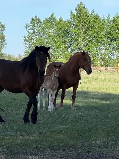 A photograph shows three horses in a grassy field under a blue sky partially obscured by trees. A dark brown horse with a black mane is in the foreground, partially blocking the view of a light brown foal standing behind it. A reddish-brown horse is positioned at the back, with its head raised. The location is suspected to be Sloboda, Russia, though this is not explicitly verifiable from the image. The horses are in motion.