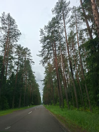 The image shows a road in a pine forest. The road is asphalt with white markings and appears to be in good condition. Tall pine trees line both sides of the road, creating a dense forest canopy. The sky is overcast and appears to be cloudy. The overall impression is of a rural or natural landscape. The location is given as Serwy, Poland. There are no people or animals visible in the image. The scene is serene and quiet.