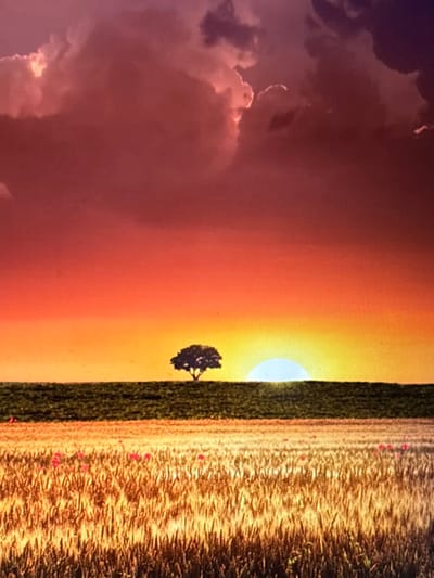 A single tree stands silhouetted against a setting sun. The horizon divides the image, with a field of golden wheat to the right, punctuated by small red flowers. The sky transitions from vibrant orange near the sun to a mix of purple and pink on the left, marked by scattered clouds.
