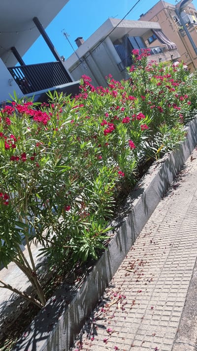 The image depicts a residential street in Castellfollit de la Roca, Spain, on a clear, sunny day. In the foreground, a row of vibrant pink oleander bushes lines a grey concrete planter. The bushes are full of green foliage and numerous pink flowers. Scattered on the grey concrete planter and the adjacent tiled sidewalk are fallen pink oleander petals. The sidewalk is made of light-colored rectangular tiles with a textured surface. Behind the oleander bushes, a multi-story building with a pale grey facade and balconies with dark railings is visible. Another building, possibly older and a lighter shade of beige, is partially visible to the right, with awnings over its windows. Overhead, the bright blue sky is clear, with no clouds. The scene suggests a well-maintained urban environment with natural elements.