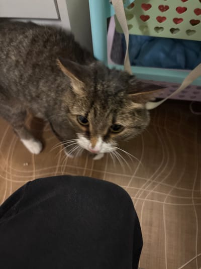 An indoor scene in Krasny Klyuch, Russia, features a domestic short-haired tabby cat standing on a light-brown patterned floor. The cat, exhibiting grey and brown stripes with white fur on its muzzle, chest, and paws, looks upwards with amber eyes. In the immediate foreground, the upper portion of a human leg, clad in black fabric pants, is visible. The background reveals part of a light-blue plastic storage basket with heart-shaped perforations, behind which a dark blue fabric is discernible. A beige fabric strap hangs in front of the basket. A plain, light-colored vertical surface is partially visible on the far left.