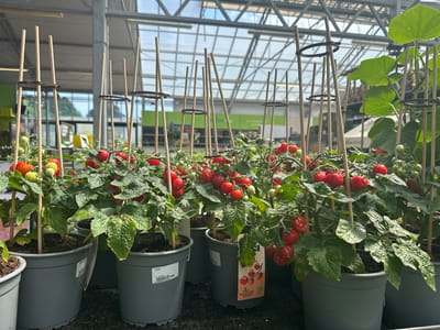 The image shows multiple potted tomato plants with ripe red and unripe green tomatoes, staked with wooden poles and supported by brown rings. The plants are arranged in grey plastic pots. In the background, a greenhouse structure with a glass roof and metal supports is visible, along with other plants and shelving. Some of the pots have labels, one of which reads "Tomaat" and displays a price of "6,99". Another label shows a picture of cherry tomatoes and the text "Your Handpicked Delight". The overall scene suggests a horticultural setting, likely a garden center or nursery, located within a greenhouse. The specific location in Tuk, Netherlands is not explicitly indicated by any visual cues in the image itself, but this information is provided as context. There are no people visible in the image.