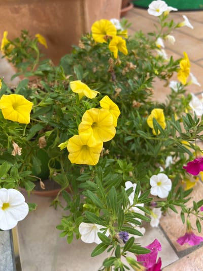 This is a medium shot, eye-level photograph of a potted plant filled with a variety of blooming petunias. The petunias are in shades of yellow, white, and magenta. The plant is in a terracotta pot, which is partially visible at the bottom right of the frame. The background consists of a tiled floor in shades of beige and brown, suggesting an outdoor setting, possibly a patio or balcony. The lighting appears to be natural daylight, indicating the photo was taken during the daytime. The focus is on the flowers and foliage, with the background slightly blurred. There is no visible text in the image. The overall impression is one of vibrant, natural beauty, with the colorful flowers taking center stage. The hints provided zoom in on different clusters of flowers, showcasing the detail of their delicate petals and green leaves.