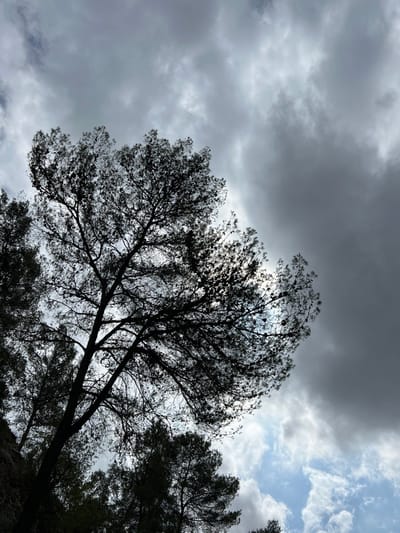 The image displays an outdoor scene located in the Galil Elyon Regional Council, Israel, characterized by an upward-looking perspective towards a silhouetted tree against a cloudy sky. The central subject is a large, coniferous tree, likely a pine, with a visible trunk extending from the lower-left foreground and a dense, rounded canopy dominating the upper-left and central portions of the frame. Its branches and needles are rendered in dark silhouette due to backlighting. Numerous small, dark, conical objects, consistent with pinecones, are discernible within the foliage.
The sky in the background presents a varied cloud cover. The upper-right quadrant is occupied by heavy, dark grey overcast clouds. Towards the left and lower sections of the sky, lighter, brighter patches of clouds and hints of a lighter sky color are visible, particularly through and behind the tree canopy, suggesting a partially clear or broken overcast condition. Additional tree silhouettes are present in the lower-left and lower-right, indicating a wooded environment. No people, animals, or man-made structures are visible. The overall lighting suggests a subdued, possibly overcast day with the light source positioned behind the primary tree.