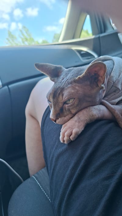 A sphynx cat wearing a grey shirt rests its head on a person's lap inside a car. The cat's eyes are partially closed, and it appears to be relaxed. The interior of the car is visible, with a dark dashboard and a window showing a blue sky with white clouds and green trees outside. The person's leg is covered by black fabric. The image was taken from a low angle, focusing on the cat and the person's lap. There is no information about the location in the city of Асіпавіцкі сельскі Савет, Belarus.