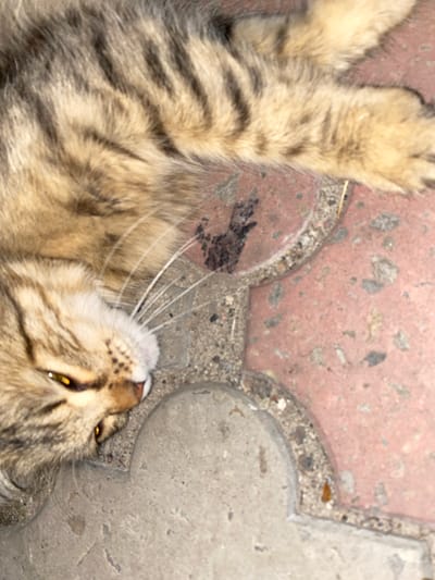 A tabby cat with yellow eyes is lying on a stone path. The cat's fur is a mix of brown, black, and tan stripes. Its left eye is partially closed. The stone path is made of red and gray interlocking pavers, some of which are chipped and worn. There are small pebbles and dirt scattered on the path. The lighting suggests it is daytime, possibly outdoors in a shaded area. The scene appears to be located in the city of Antratsyt, Ukraine, though specific details about the location within the city are not discernible from the image.