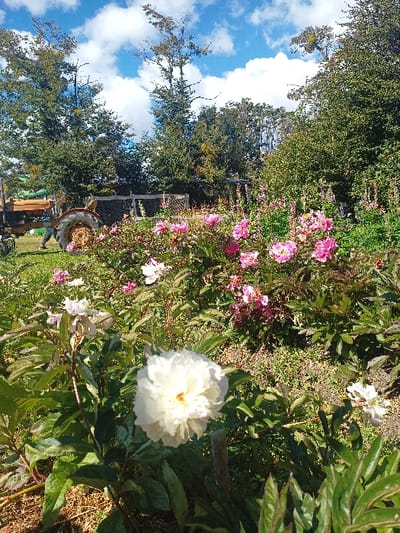 A vibrant garden scene unfolds under a blue sky with scattered clouds. Pink and white peonies dominate the landscape. A large, full white peony stands prominently in the foreground. Hints of an old tractor and greenery are visible, adding a touch of rustic charm to the cultivated space. Trees line the horizon, creating a natural backdrop for the floral display.