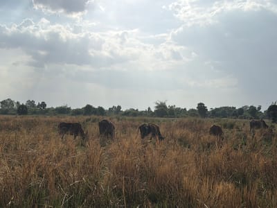 This image depicts a rural scene in Thaiyur, India, with a herd of cattle grazing in a field of dry, tall grass. The sky is overcast with dramatic clouds, through which sunlight is breaking, creating rays of light that illuminate the landscape.
The primary subjects are several brown and reddish-brown cows, some of which are bending down to eat, while others are standing or facing away from the camera. The tall, dry grass dominates the foreground, suggesting a dry season or a landscape that has not been recently watered. In the background, a line of trees and foliage borders the field, with some taller trees interspersed. The overall impression is one of a natural, agrarian environment.
The time of day appears to be late morning or early afternoon, given the angle and intensity of the sunlight filtering through the clouds. The weather is cloudy but bright, with visible sunbeams suggesting a mix of sun and cloud cover. No people or man-made objects are prominently visible, reinforcing the natural setting. There is no visible text in the image. The scene conveys a sense of peace and natural activity, with the cows engaged in their daily routine of foraging.