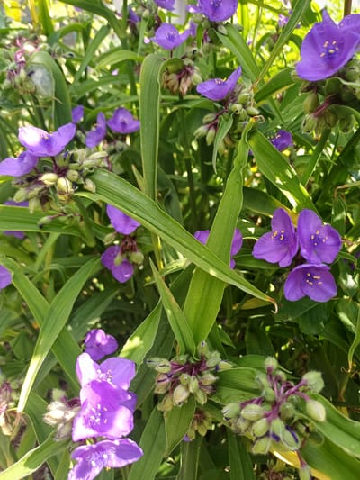 The image displays a close-up view of Tradescantia ohiensis, commonly known as the Ohio spiderwort, in bloom. The flowers are a vibrant shade of purple with delicate, three-petaled blooms and yellow stamens. The plant has long, lance-shaped green leaves, and many flower buds are visible, some partially opened, showing hints of purple. The setting appears to be an outdoor garden, with dappled sunlight filtering through the foliage, suggesting a bright, possibly sunny day. The background is blurred, composed of more greenery and hints of light, indicating a natural or cultivated outdoor environment. There are no people or animals present in the image. The location provided, Pushkino, Ukraine, is not visually verifiable from the image itself.