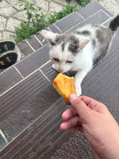 In a close-up, top-down shot, a person's hand offers a piece of food to a small, grey and white kitten. The kitten is lying on its side on a textured, dark grey surface, possibly a step or a bench, with its paw reaching out to grasp the food. The kitten's face is turned towards the food, with its eyes partially closed and its whiskers visible. The food appears to be a piece of pastry or bread, golden brown in color. In the background, to the left, a patch of green foliage and grey cobblestone pavement is visible. At the bottom of the frame, a pair of black sandals with yellow accents are partially visible, suggesting the presence of another person. The lighting suggests it is daytime, and the weather appears to be fair. The scene evokes a sense of gentle interaction and feeding of an animal.