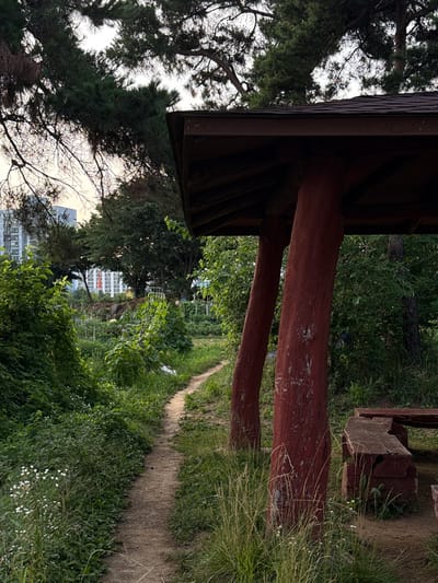 This image depicts a dirt path winding through a lush, green park in Ansan, South Korea. Tall trees, including pine trees, dominate the upper portion of the frame, with their branches creating a dappled canopy. In the foreground, a rustic wooden pavilion with red-painted pillars offers shade, and a simple wooden picnic table and benches are visible. Beyond the pavilion, the path leads towards a community garden area, characterized by rows of plants and foliage. In the background, modern apartment buildings rise above the trees, indicating the park's urban setting. The sky above is overcast, with soft light suggesting it might be early morning or late afternoon. There are no people visible in the image.