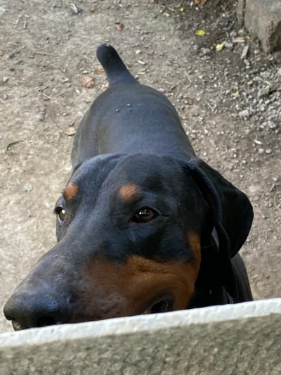 This is a close-up, high-angle shot of a black and tan Doberman Pinscher from the perspective of someone looking down at the dog. The dog's head is angled towards the right, with its left eye visible and looking towards the camera. Its ears are floppy and dark, framing its head. Tan markings are visible on its face, above its eyes and on its cheeks. Part of the dog's dark body and tail are also visible. The dog is standing on a rough, gravelly surface that appears to be outdoors. To the right of the dog, a rough, concrete or stone structure is partially visible, cutting off the right side of the frame. The background is a mix of dirt, small stones, and some dry leaves or debris. The lighting suggests it is daytime, with natural light casting soft shadows. The scene appears to be in an outdoor, possibly somewhat unkempt area, given the ground texture. There is no visible text in the image.