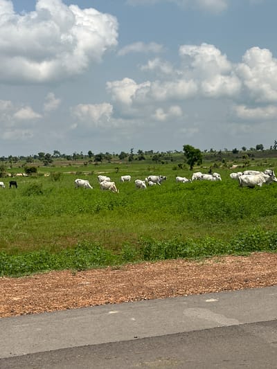 This image shows a herd of white and one black cow grazing in a lush green field. The field is bordered on the right by a dirt path and a paved road. In the background, there are scattered trees and a hazy sky with white clouds. The scene appears to be set in a rural or semi-rural area. The lighting suggests it is daytime, likely afternoon, as the sun is casting light on the clouds. There is no visible text in the image. The cows seem to be calmly grazing, indicating a peaceful and natural setting.