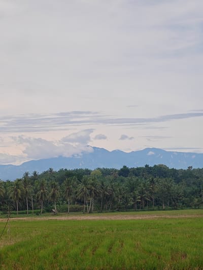 This forensic image depicts an expansive rural landscape in Cotentung, Indonesia. The upper portion of the frame shows an overcast sky characterized by light grey and white clouds, some forming horizontal stratiform bands. Below the sky, a distant mountain range, rendered in blue hues, stretches across the horizon, with several peaks partially obscured by clouds. Some lighter, possibly exposed rock formations, are visible on the mountain slopes. A dense, verdant forest, primarily composed of numerous tall palm trees, occupies the midground, forming a clear boundary between the mountains and the foreground. Within this tree line, slightly left of center, a small, rustic, open-sided shelter with a light-colored thatched roof is visible. The foreground is dominated by a lush green field, consistent with a rice paddy, showing subtle linear patterns from cultivation. A thin, dark vertical pole is present on the far left edge of the foreground. No human figures or distinct animal subjects are identifiable within the scene. The lighting is soft and diffuse, indicating an overcast daytime.