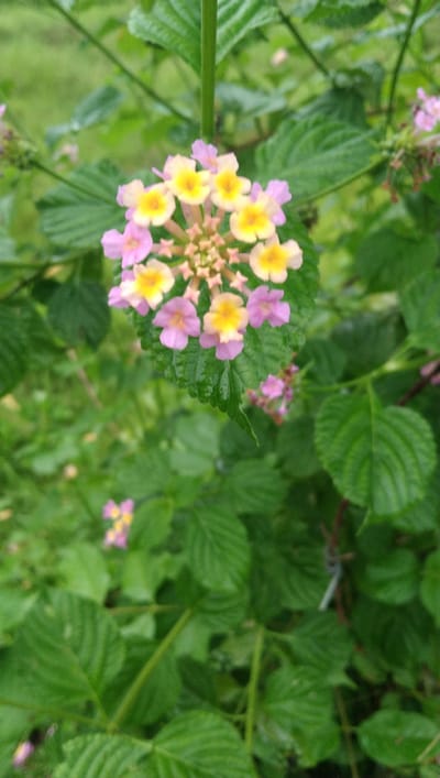 The image features a close-up view of a cluster of small, multi-colored flowers, primarily yellow and pink, with hints of orange in the center. These flowers are arranged in a spherical cluster atop a green stem. The petals of the individual flowers are delicate and appear to be slightly ruffled. The central part of the flower cluster exhibits a more intricate arrangement of smaller buds or florets.
The flowers are set against a backdrop of lush green foliage. The leaves are broad, textured, and appear to be wet, suggesting recent rain or dew. The overall setting is natural, likely a garden or a wild, overgrown area. The shallow depth of field blurs the background, emphasizing the flowers as the main subject.
There are other clusters of similar flowers visible in the background, some appearing more pink and others a mixture of pink and yellow. One smaller cluster is noticeably out of focus in the lower left quadrant of the image. The lighting suggests it is daytime, with diffused light, possibly indicating an overcast sky or a shaded area. There are no people or man-made objects clearly visible in the frame. The image evokes a sense of natural beauty and tranquility. The location is Reudeuep, Indonesia. There is no visible text.