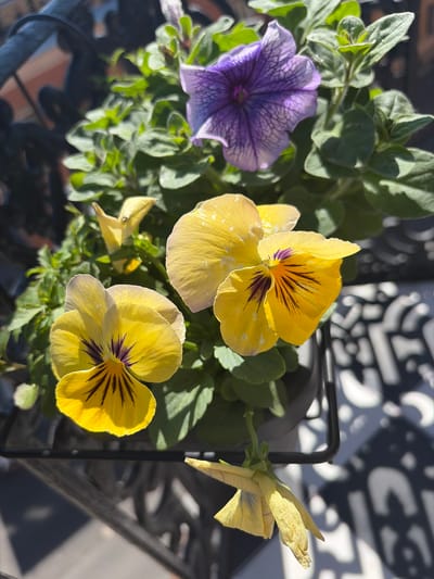 In Borisova Griva, Russia, a close-up shot captures a floral arrangement. Dominating the foreground are two bright yellow pansies, each with intricate dark purple and black markings radiating from their centers. A partially visible purple petunia with delicate darker veins adds a contrasting hue to the scene, positioned slightly higher and behind the pansies. The plants are situated in a black planter, which is held by a black metal stand. The background is out of focus, showing glimpses of greenery and a decorative patterned surface, possibly a table, with shadows cast by the sunlight. The overall impression is one of vibrant plant life bathed in natural light.
