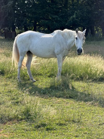 A white horse stands in a grassy field, looking towards the camera. The horse is facing slightly to the left, with its head turned to look directly ahead. The horse's mane is light colored and appears somewhat windblown. The background consists of trees and more grass. The sun is shining, casting shadows on the ground. The location is in La Roche-en-Ardenne, Belgium.