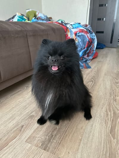 The image shows a black Pomeranian dog lying on a wooden floor. The dog is facing the camera with its tongue out and appears to be panting. To the left of the dog is a brown couch with colorful blankets draped over it. The setting appears to be indoors, likely a living room. The lighting suggests it is daytime. The overall mood is relaxed and playful, with the dog seemingly comfortable and happy. There is no visible text in the image.